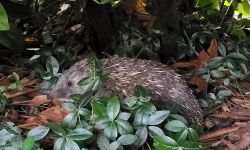 igel