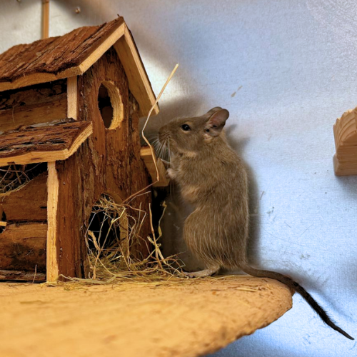 degu